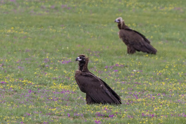 Black vulture (Aegypius monachus), close-up, two young birds standing in yellow and purple