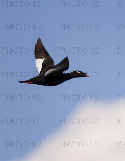 Kamchatka Velvet Scoter (Melanitta stejnegeri), Kamchatka Velvet Scoter, Stejneger's scoter,