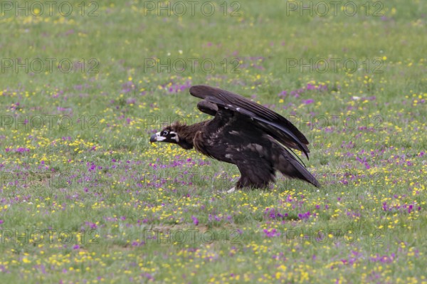 Eurasian Black Vulture (Aegypius monachus), close-up, young bird stands in yellow and purple