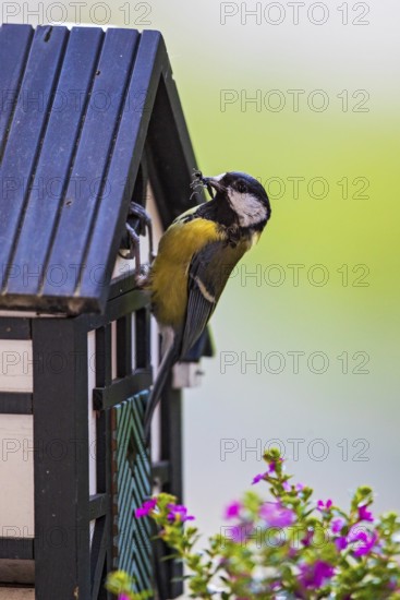 Great tit (Parus major), close-up, adult bird sitting at the entrance hole of a half-timbered bird