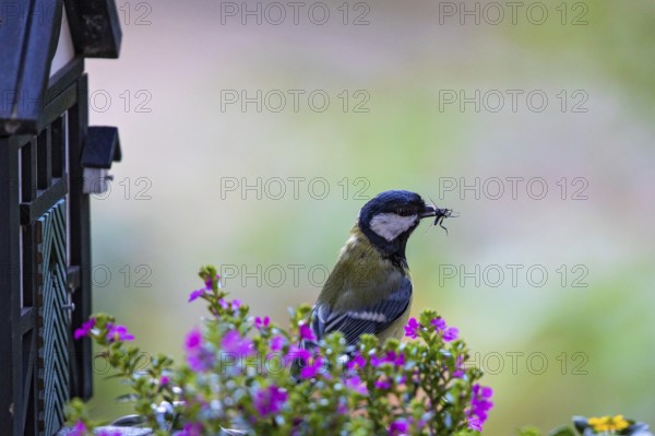 Great tit (Parus major), close-up, adult bird sitting in front of a half-timbered bird nesting box