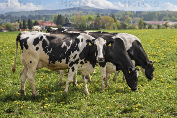 Dairy cow (Bos primigenius taurus), German Black Pied Cattle, group feeding on yellow flowering