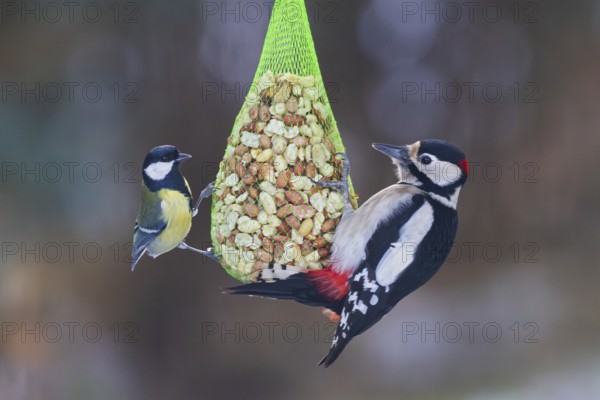Great tit (Parus major) with great spotted woodpecker (Dendrocopos major), close-up with both birds