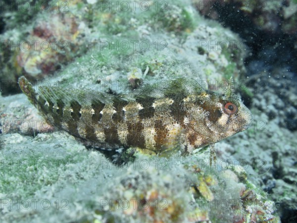 A striped fish, Tompot blenny (Parablennius gattorugine), camouflages itself on an overgrown rock