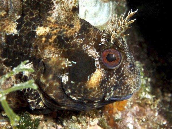 Close-up of a fish with a distinctive eye, Tompot blenny (Parablennius gattorugine), camouflaged in