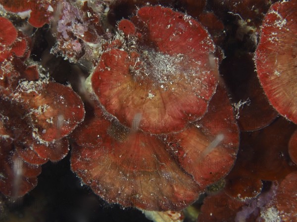Red fungus-like structures, dark red scale leaf (Peyssonnelia squamaria), in the water. Dive site