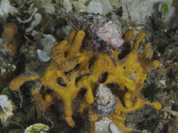 A Striped hermit crab (Pagurus anachoretus) on a yellow golden sponge (Aplysina aerophoba) in an