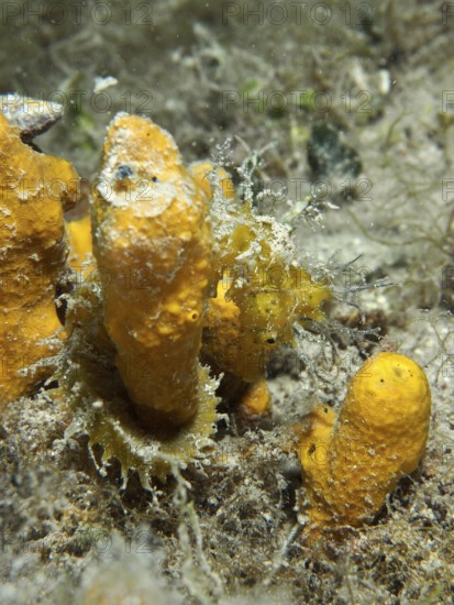A seahorse, Long-snouted seahorse (Hippocampus guttulatus), camouflages itself among the orange