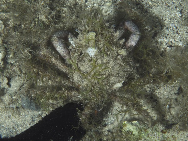 A well camouflaged crab, little spider crab (Maja crispata), with algae and sand on the seabed.