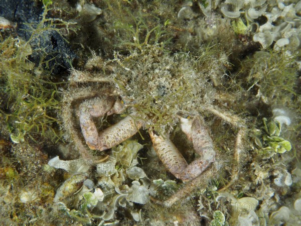 Well camouflaged spider crab, little spider crab (Maja crispata), in a marine environment. Dive