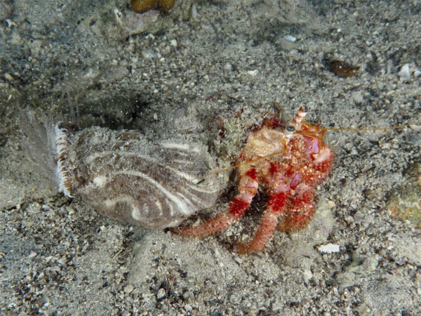 Red Hermit Crab (Dardanus calidus) moving over sandy seabed. Dive site House Reef, Stoja, Pula,