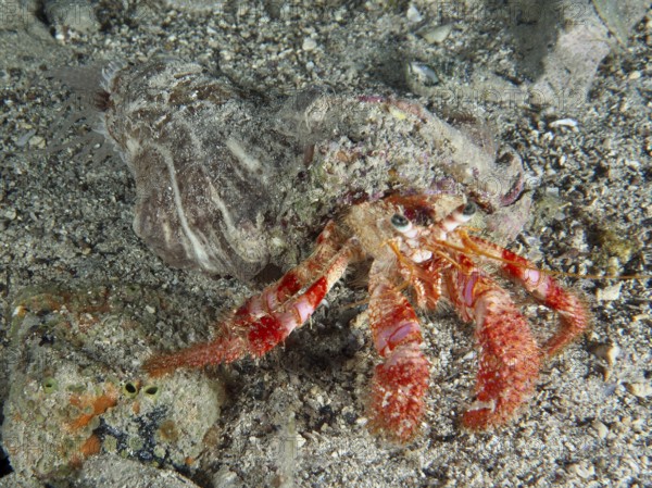 Red Hermit Crab (Dardanus calidus) crawling over sandy surface. Dive site House Reef, Stoja, Pula,