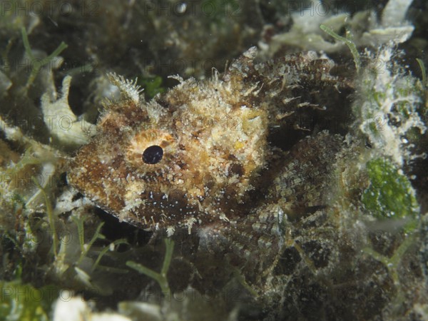 Hidden fish, Black scorpionfish (Scorpaena porcus), in the dense algae growth on the seabed,
