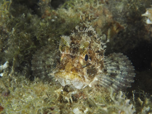 Camouflaged fish, Black scorpionfish (Scorpaena porcus), on the seabed between algae and rocks in a