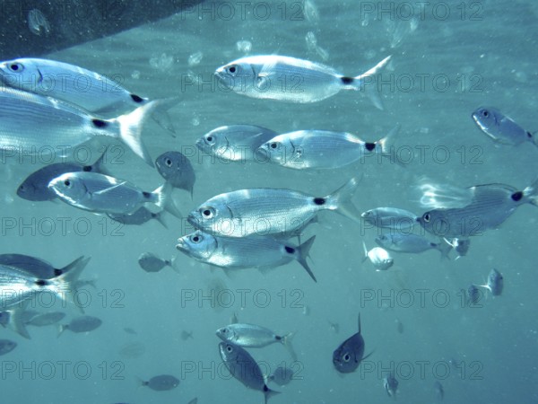 Shoal of sea bream (Oblada melanura) and sea walnuts in blue water under the sea surface. Dive site