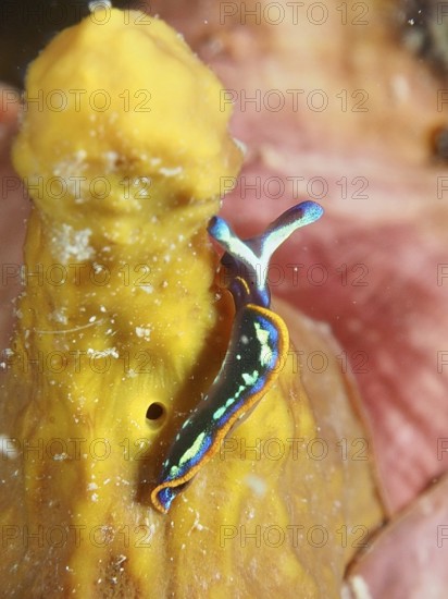 Colourful nudibranch, Hopes Elysia, sapsucker (Thuridilla hopei), on a yellow golden sponge