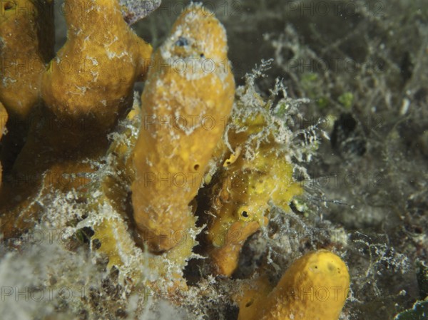A small seahorse, Long-snouted seahorse (Hippocampus guttulatus), hides with orange golden sponge