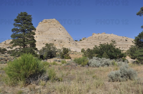 Hilly rocky landscape with scattered trees and shrubs, Grand Staircase Escalante National Monument,