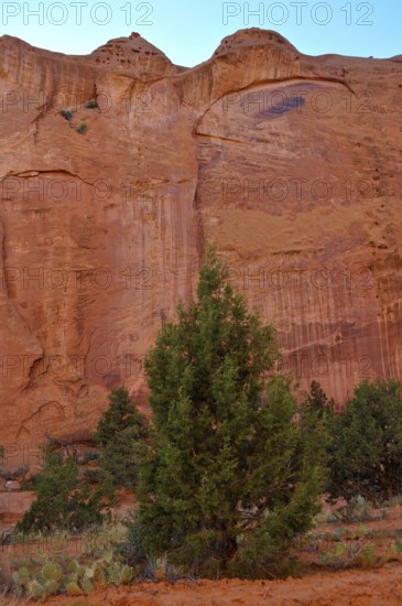 A green tree stands in front of tall red rocks, the vegetation accentuates the barren desert