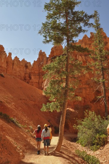 Hiker on a trail along the red rocks of Bryce Canyon under blue skies, Bryce Canyon National Park,