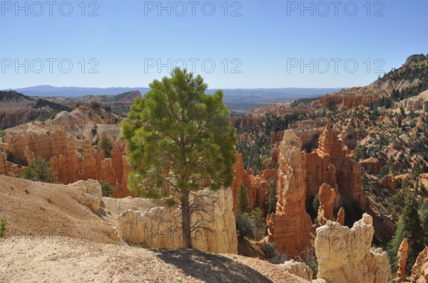 Single tree standing in front of an impressive rocky backdrop in a canyon landscape, Bryce Canyon