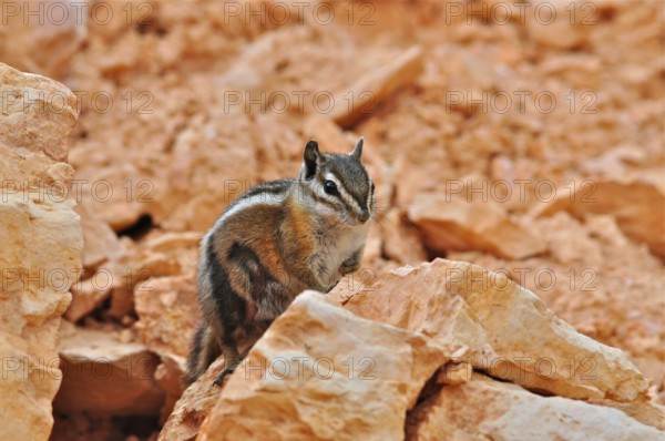 A chipmunk, Uinta chipmunk (Tamias umbrinus), sits vigilantly on an orange-coloured rock, Bryce