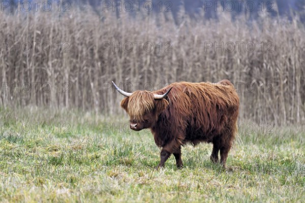 Highland cattle (Bos taurus), adult animal standing in a meadow, Reussspitz nature reserve,