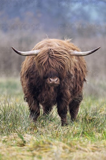 Highland cattle (Bos taurus), adult animal standing in a meadow, Reussspitz nature reserve,
