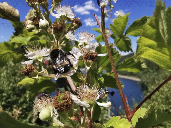 A bumblebee (Bombus) on flowers of a Common medlar (mespilus germanica) under a clear, sunny sky