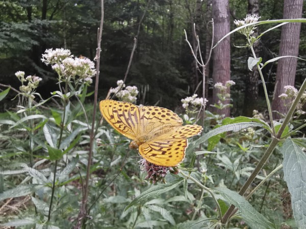 An Emperor Cloak (Argynnis paphia) resting on a wildflower in the forest, Franconian Forest nature