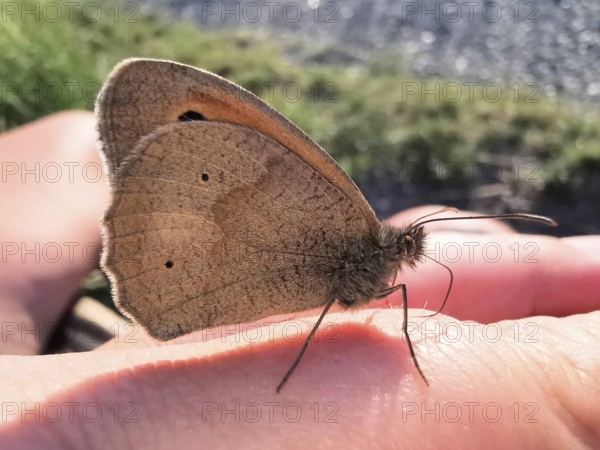 A Meadow Brown (maniola jurtina) sitting on a hand, close-up of the wing structure, Franconian