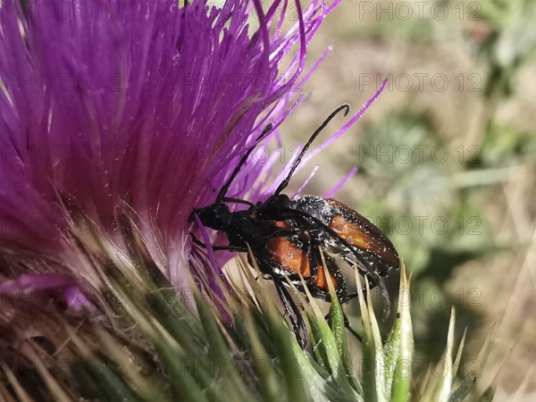 Two black-orange red-necked rams (stictoleptura rubra) mating on a purple thistle flower (carduus),