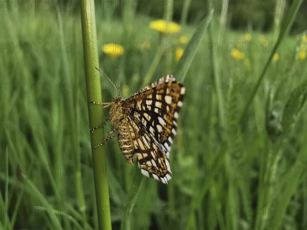 Close-up of lattice moth (Chiasmia clathrata) sitting on a blade of grass in front of a flowering