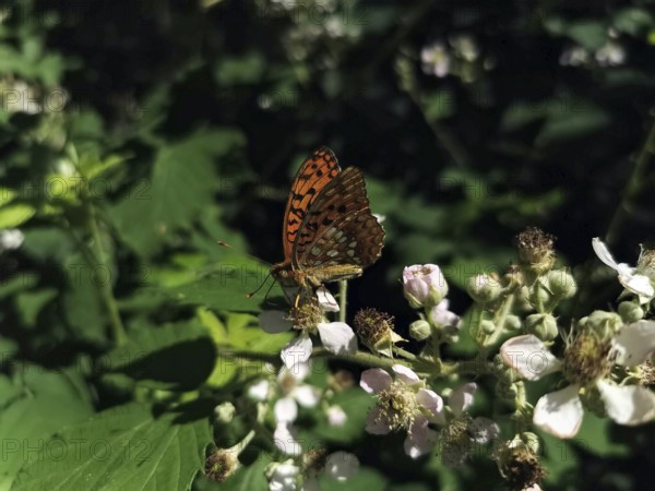 A large mother-of-pearl butterfly (argynnis aglaja) with orange-coloured wings sits on white