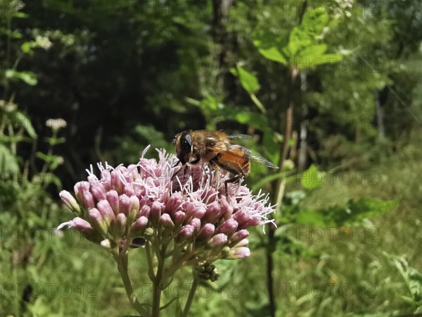 Caterpillar fly (tachinidae) on a pink water azalea plant (Eupatorium cannabinum) in a green