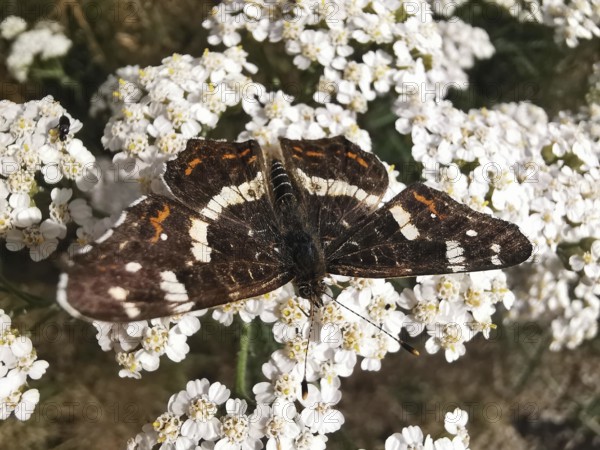 Close-up, A land carder (araschnia levana) sits on white flowers and shows its wings, Franconian