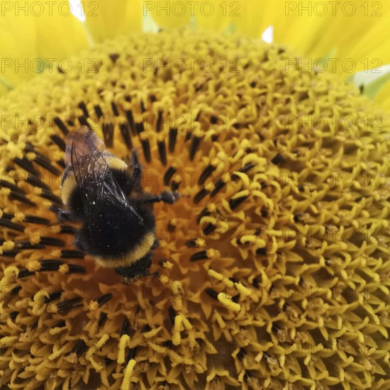 Close-up, A bumblebee (bombus) resting on a yellow sunflower blossom (Helianthus annuus),