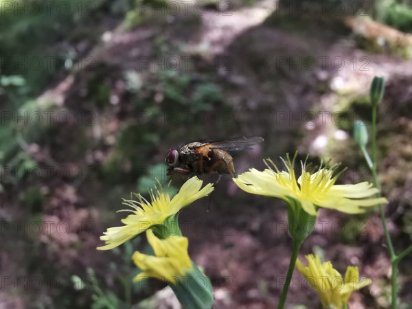 Close-up of a caterpillar fly (Tachinidae) sitting on a yellow menzelia (mentzelia laevicaulis) in