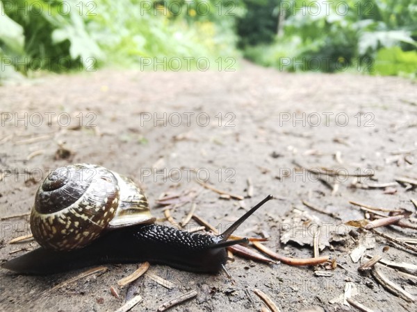 Close-up of a Cornu aspersum (cornu aspersum) on an earthy forest path in damp weather in a natural