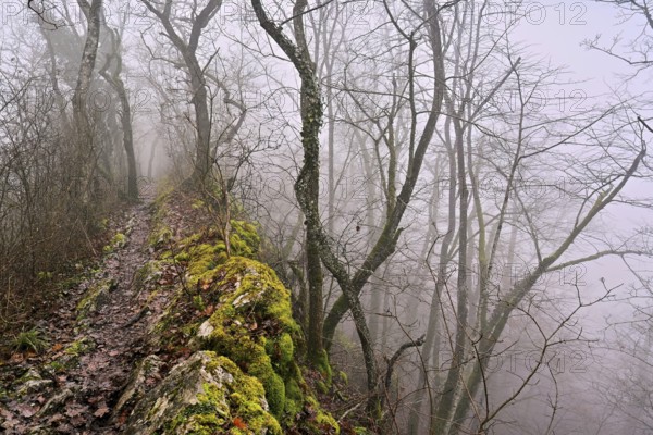Trees surrounded by moss-covered, distinctive limestone formation, Lägerngrat, Baden, Canton