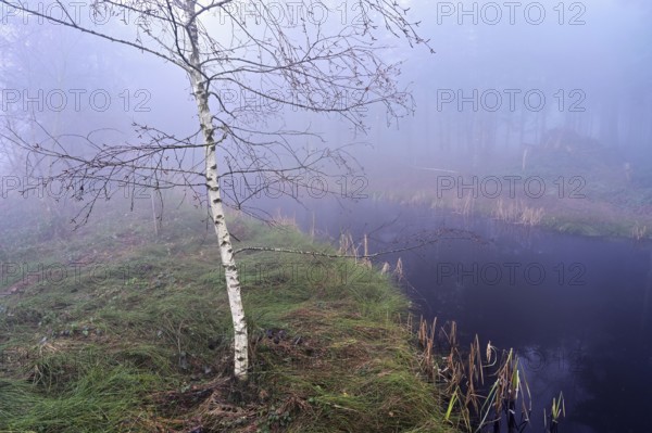 Bog birch (Betula pubescens), in the Ballmoos forest reserve, raised bog in the fog, Lieliwald,