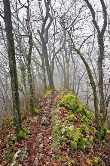 Trees surrounded by moss-covered, distinctive limestone formation, Lägerngrat, Baden, Canton