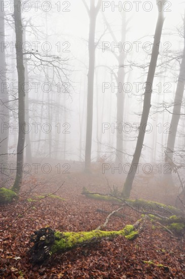 Moss-covered deadwood in foggy forest, Lägerngrat, Baden, Canton of Aargau, Switzerland