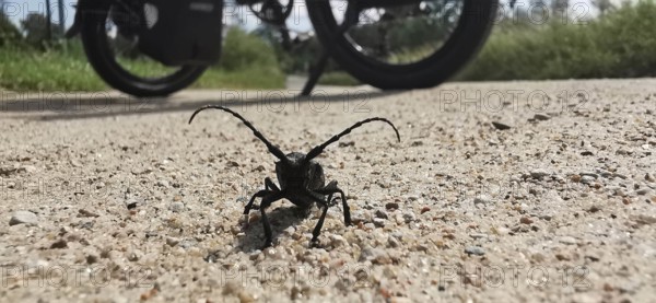 Close-up of a longhorn beetle (Cerambycidae) on a gravelled path with a bicycle in the background,