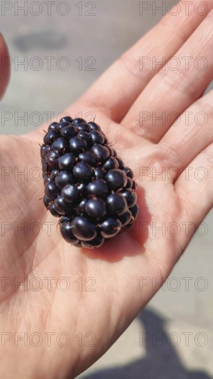 A large blackberry (rubus) lies in a sunlit hand, Masuria, Poland