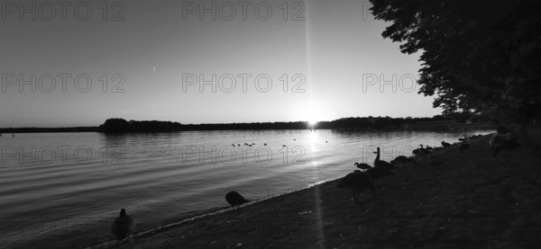 A black and white image of Lake Tegel at sunset with geese (anser) on the shore, Berlin