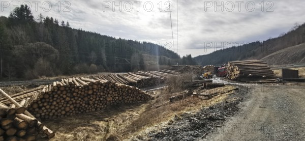Tree trunks of spruce (picea) destroyed by the bark beetle (scolytinae) stacked for transport along