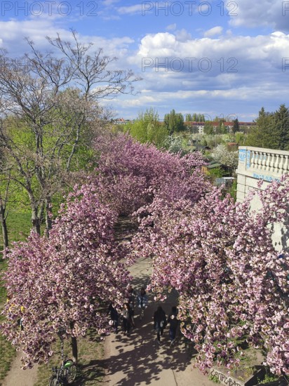 Blossoming cherry trees (cerasus) line a path under a blue sky with clouds, spring in Berlin