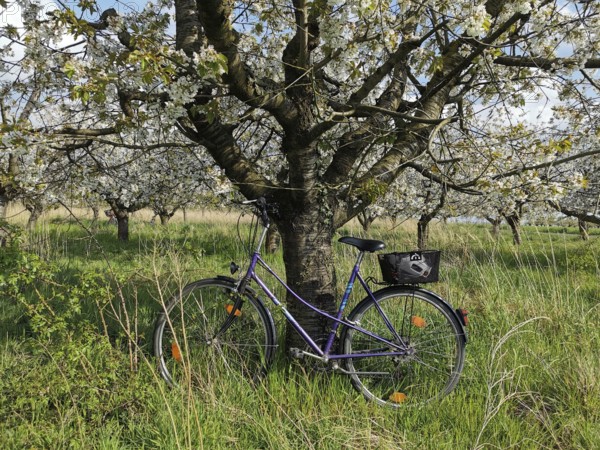 An old bicycle leaning in tall grass against a blooming tree in a quiet rural area, cycling,