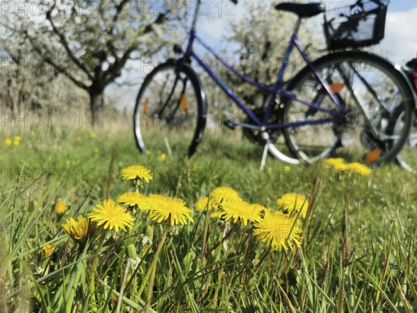 Close-up of dandelion (taraxacum) in a meadow with an old bicycle in the background, cycling,